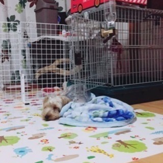ヨークシャーテリア1歳5カ月
