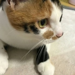 優しい里親様が見つかりました。