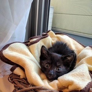 小さくて可愛い黒猫ちゃん