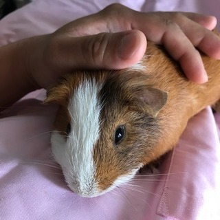 モルモット テディ×テディ 6ヶ月