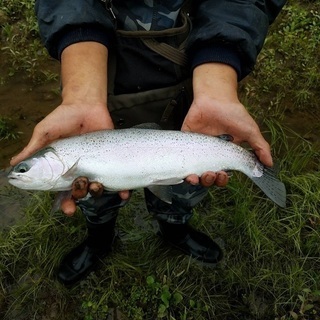 日高、胆振辺りで渓流釣り仲間募集ヽ(´▽｀)/ − 北海道