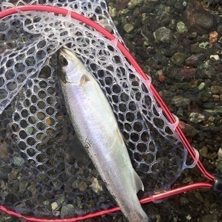 日高、胆振辺りで渓流釣り仲間募集ヽ(´▽｀)/ - 日高郡