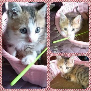 生後１ヶ月 メス 仔猫