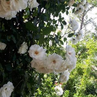 ワン達とお出掛け - 友達