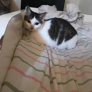 生後二歳のとっても可愛い猫さんです！