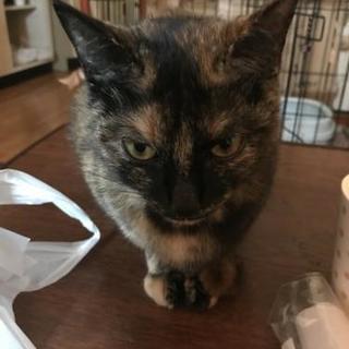 生後二歳の可愛い猫さんです