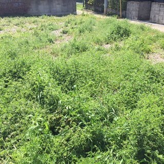 ご自宅などの草刈り承ります！
