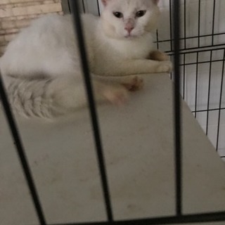 年取っている、猫さん