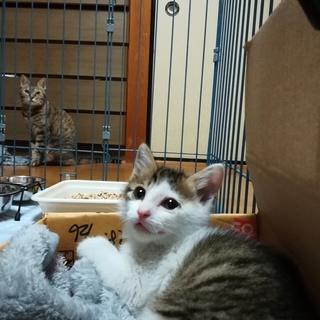 ※里親さん決定しました※里親募集！近所で猫を保護しました！