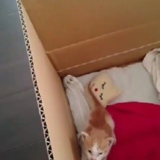 子猫里親募集