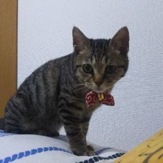 急募！ 7か月くらいのおとこのこです。