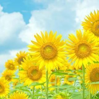 【6月限定無料】恋愛相談