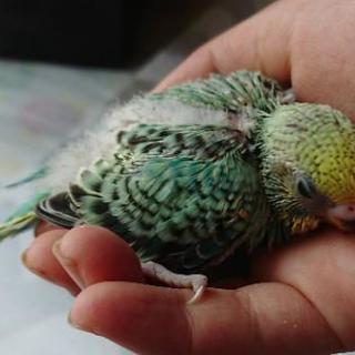 セキセイインコ雛の里親募集