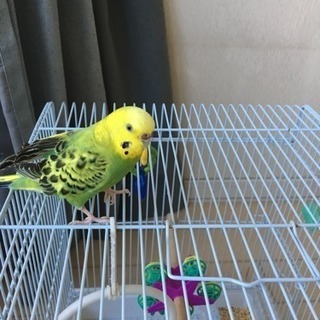 手乗りセキセイインコ 5歳