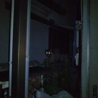 アライグマ捕獲して下さい。