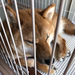 里親募集しています 柴犬 オス 1歳３ヶ月