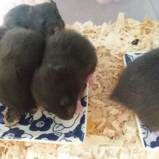 ゴールデンハムスター(クロクマ)の赤ちゃん