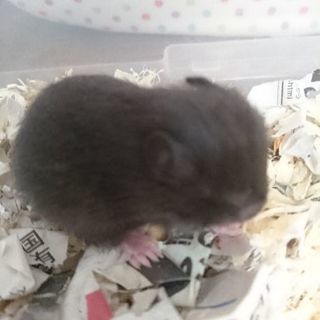 ゴールデンハムスター(クロクマ)の赤ちゃん - その他