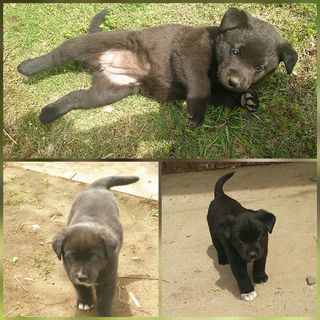 生後2ヶ月の子犬3匹 里親募集🐶