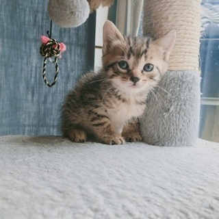 一ヶ月齢子猫、めっちゃ可愛い女の子！候補者相談中