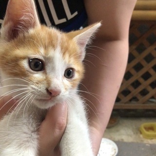 【募集終了】子猫の里親さん募集