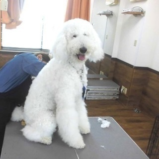 犬の飼い主様耳よりです。日曜フリータイム制トリミング技術習得コー...