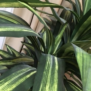 光触媒人工観葉植物 高さ160センチほどの画像