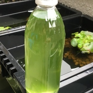 グリーンウォーター