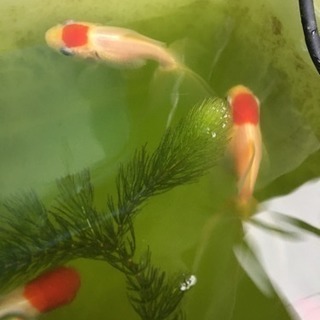 グリーンウォーターの画像