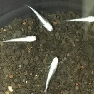 グリーンウォーターの画像