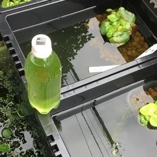 グリーンウォーターの画像