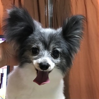 【里親様決まりました！ありがとうございます】