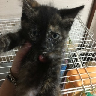 ちっちゃなサビにゃん