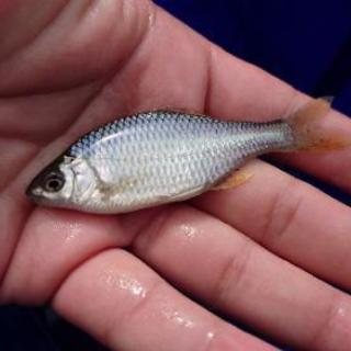 のんびり川釣り