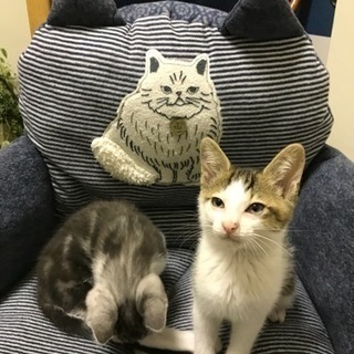 緊急！可愛い盛りデス！