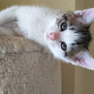 子猫の里親になってくださいの画像