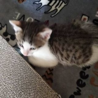 子猫の里親になってください - 大阪市