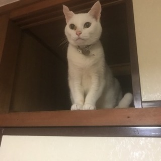 白猫を探しています