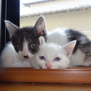 子猫２匹の里親さんを探しています