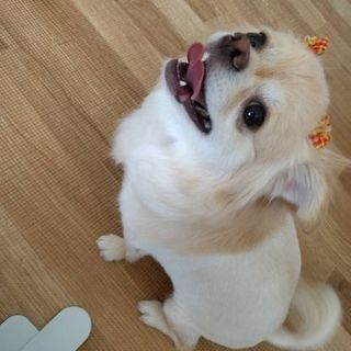 里親決定しました。ご連絡頂いた皆様ありがとうございました。