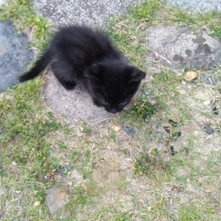 子猫里親募集。4週間くらいです。 - 愛知郡