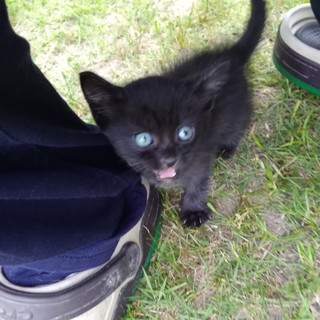 子猫里親募集。4週間くらいです。 - 猫