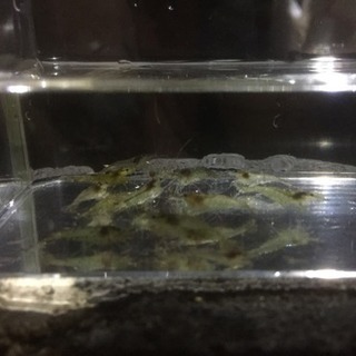 ミナミヌマエビ 10匹+α