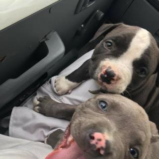 生後二ヶ月のピットブルブリータイプ - 大津市