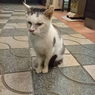 猫を探してます！