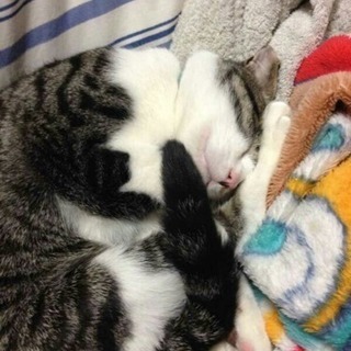 成猫！里親募集中