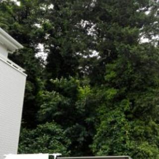 木の伐採、処分など情報ください