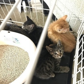 生後47日の子猫 避妊去勢済み