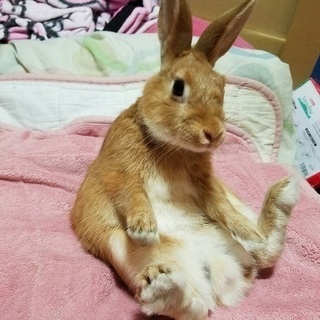 ５月生まれ ピーターラビットそっくりのミニウサギです( *ˊᵕˋ)