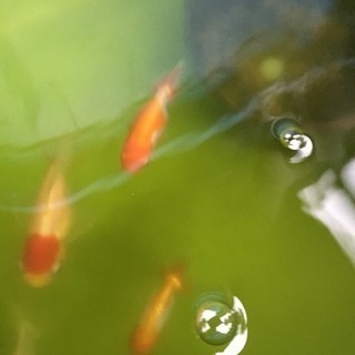 グリーンウォーター（ペットボトル）の画像